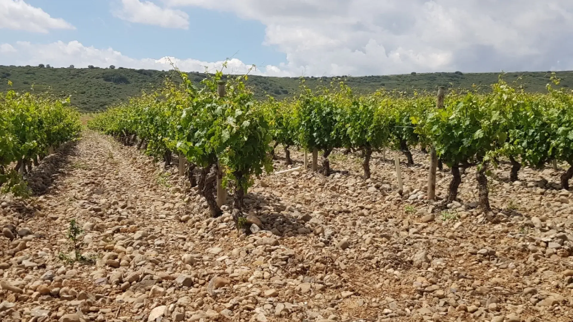 Montalvillo, sus viñas y sus vinos son parte de nuestro horizonte futuro; es el reflejo de la pasión por la tierra y el compromiso con el medio ambiente.